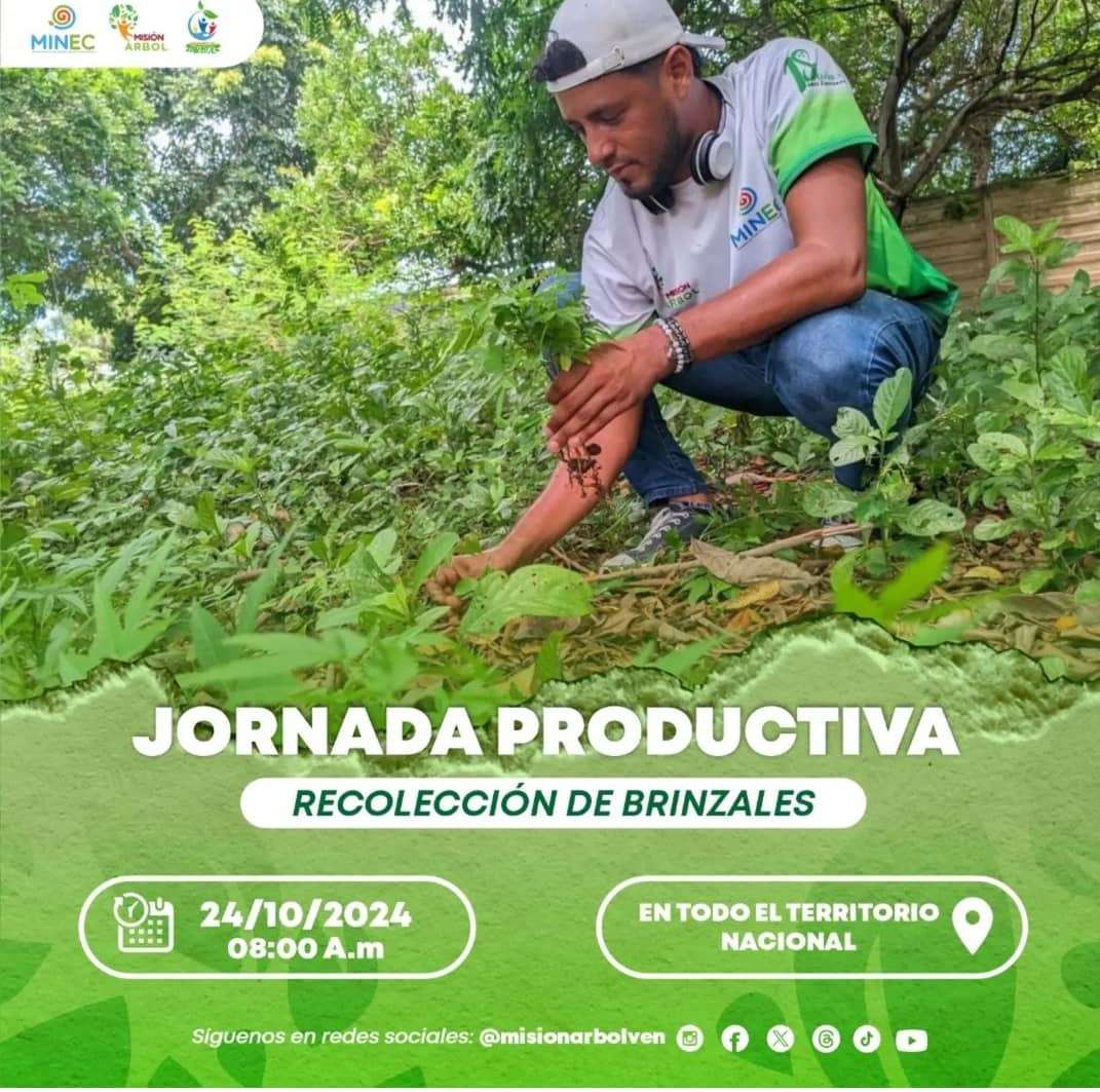 Misión Árbol convoca a jornada de recolección de plantas jóvenes