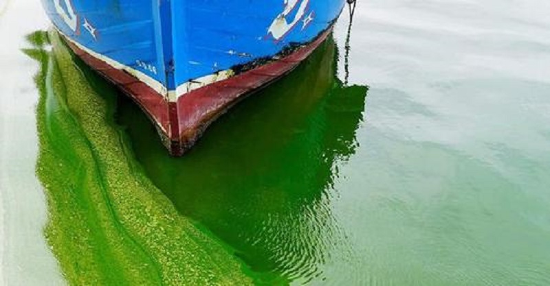 Descubren el impacto de los virus gigantes en la proliferación de algas que amenaza a los ecosistemas marinos