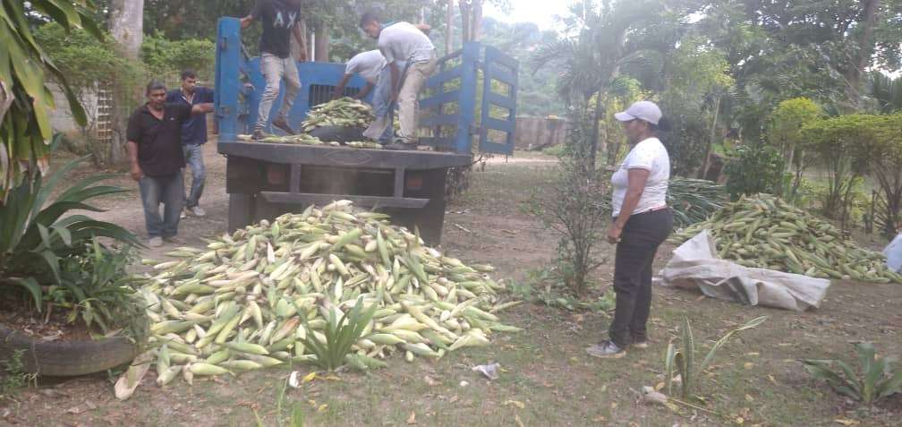 El cultivo de maíz hace brillar a Santa Lucía