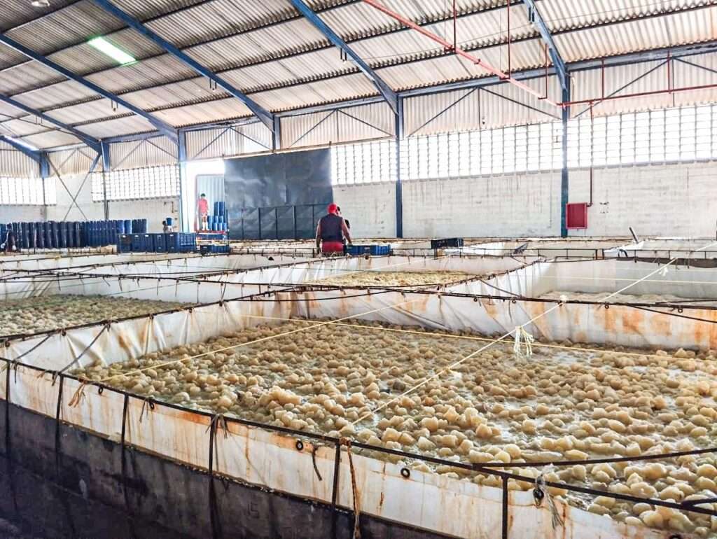 Venezuela exportó más de 1.500 KG de productos pesqueros a Aruba