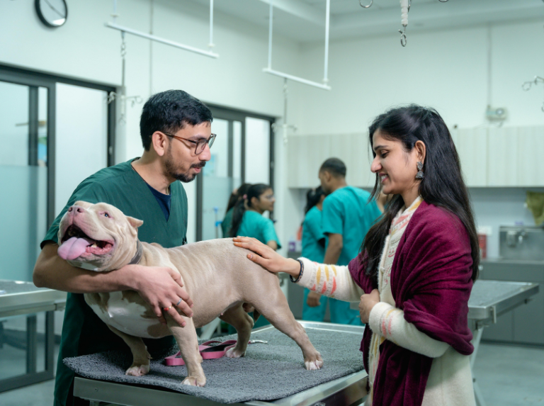 En Chile lanzan vacuna para esterilización temporal de perros