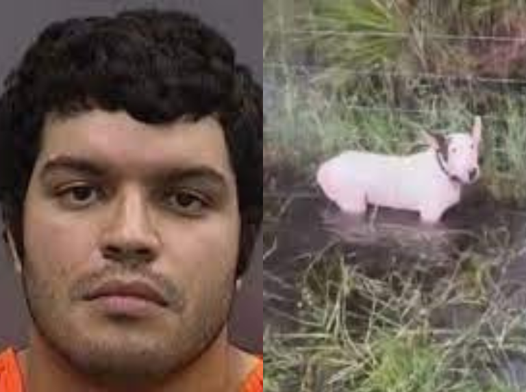 Arrestaron a un hombre que abandonó a su perro durante el huracán Milton en Florida
