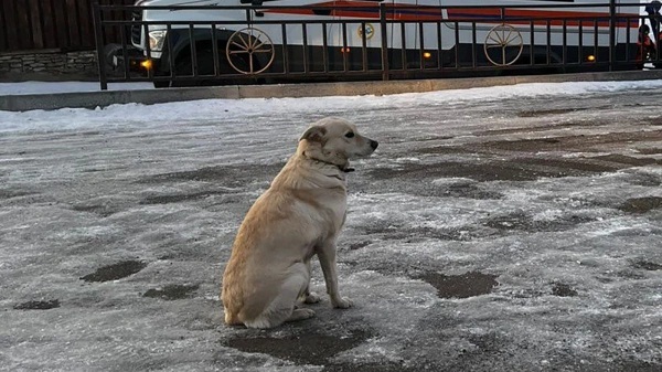 Una perrita llamada 'Belka' esperó durante cuatro días en el hielo a su dueño