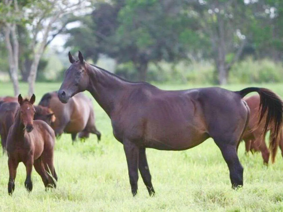 Haras Los Caracaros con dos vientres nuevos