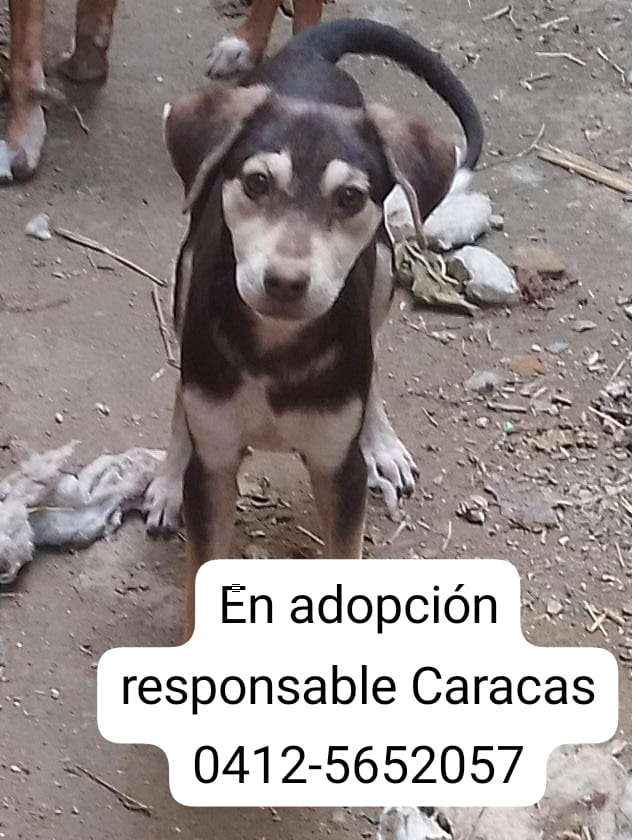 Cartelera de adopciones - Últimas Noticias