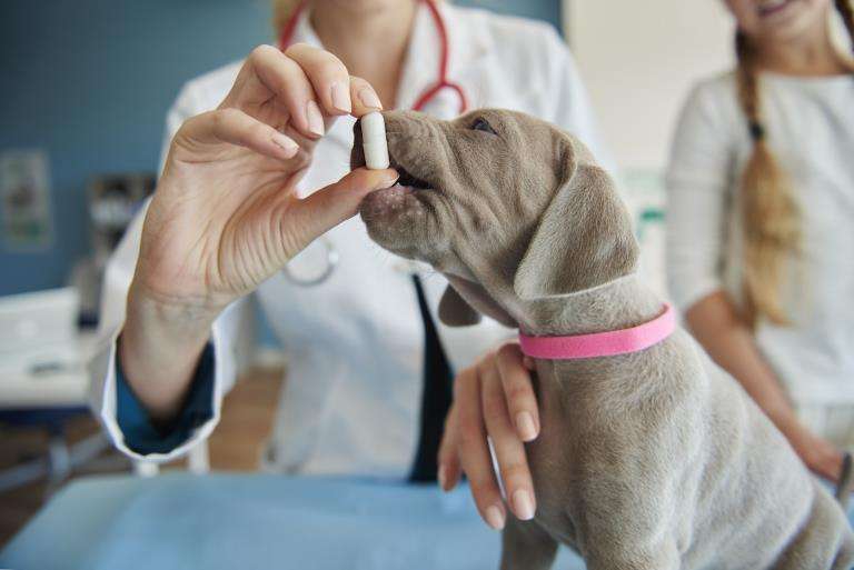 Alertan sobre productos falsificados para mascotas