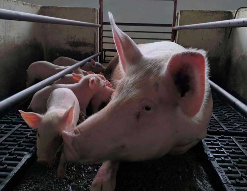 Amazonas es el gran abastecedor de carne de cerdo en el sur del país