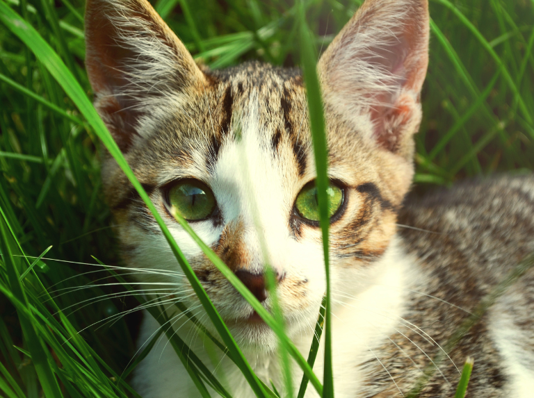 Tres documentales imperdibles para amantes de los gatos