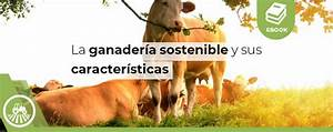 Características de la Ganadería de Tipo Mixto: Una Alternativa Sostenible