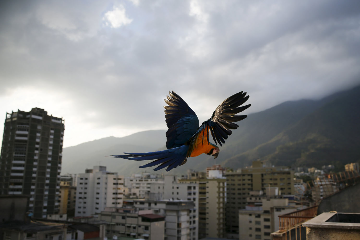 Clubes de Pádel del municipio Baruta tendrán nuevas exigencias para evitar daños a la fauna silvestres