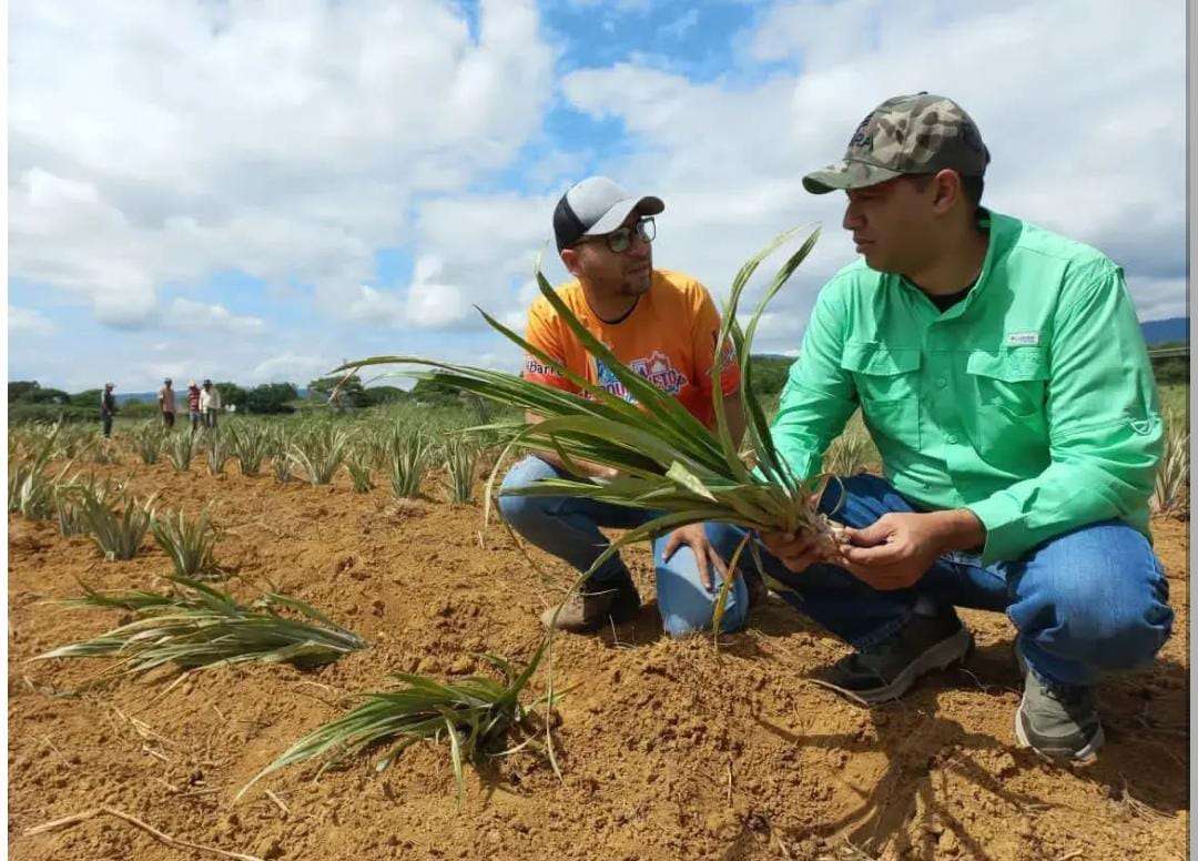 Sembraron 40.000 matas de piña en Barquisimeto
