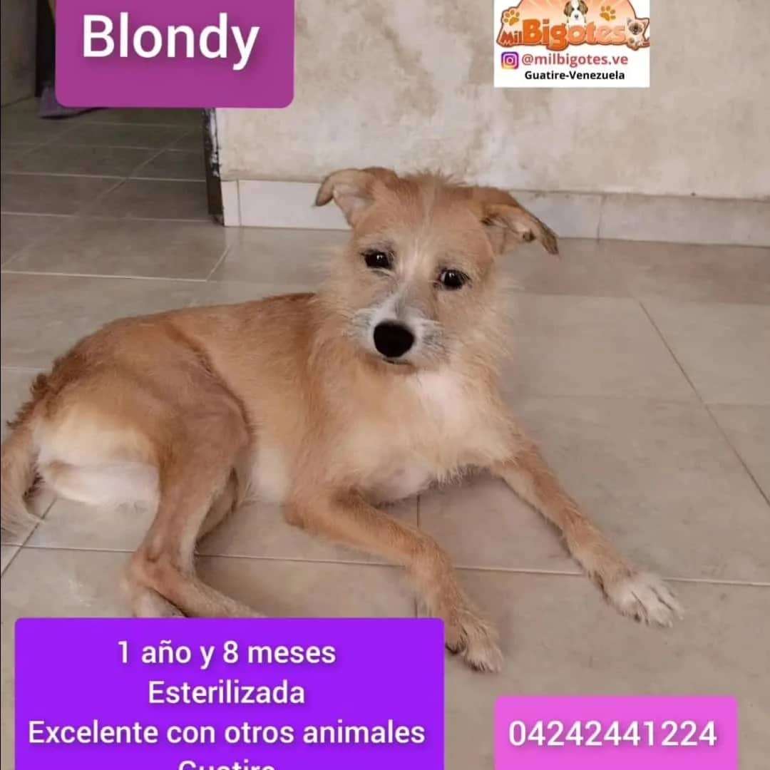 Cartelera de adopciones