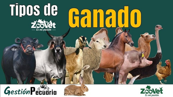 Tipos de Ganado Más Comunes en la Ganadería Moderna
