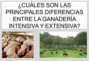 Diferencias entre la Ganadería Extensiva e Intensiva