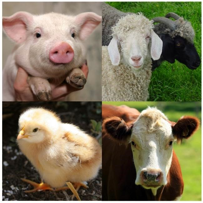 Cómo se Clasifica la Ganadería Según el Tipo de Ganado