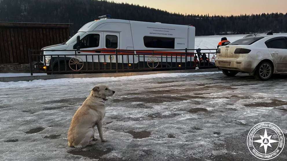Perrita en Rusia espera a su dueño en el hielo