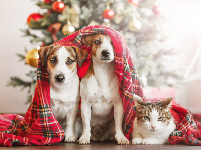 Identifica a tu mascota ¡No más mascotas perdidas en navidad!