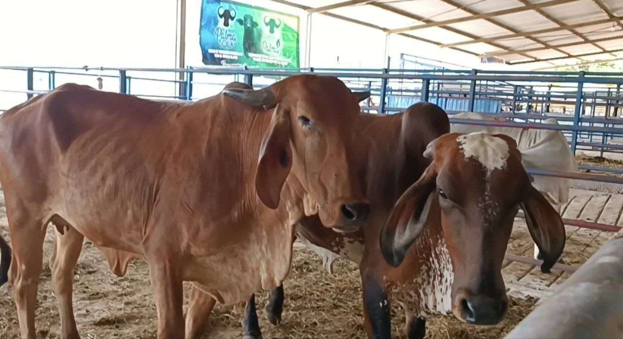 Feria Agropecuaria 2025 resaltará el trabajo en el campo