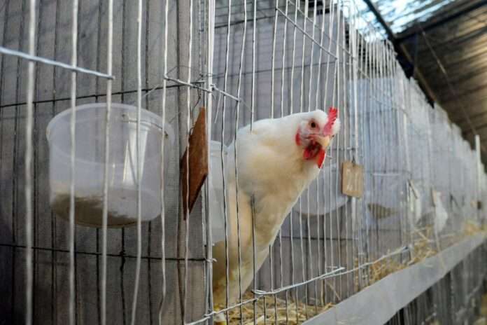 Investigadores del IVIC realizan pruebas para detectar la Gripe Aviar H5N1