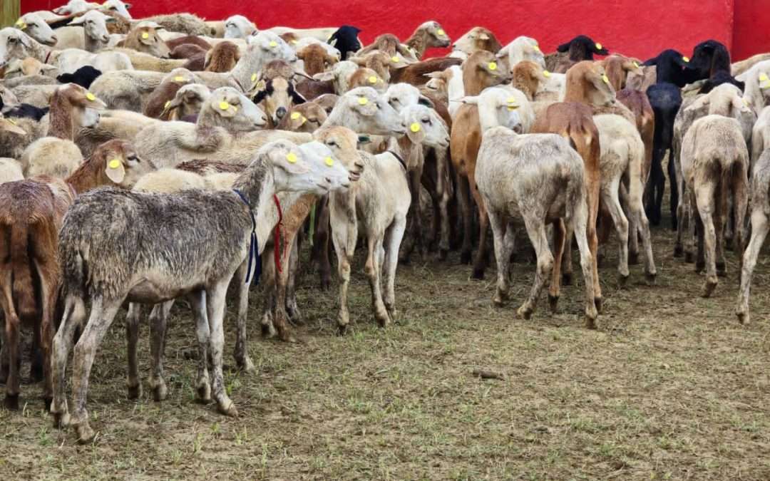 Miranda robustece economía con el impulso de producción caprina y ovina