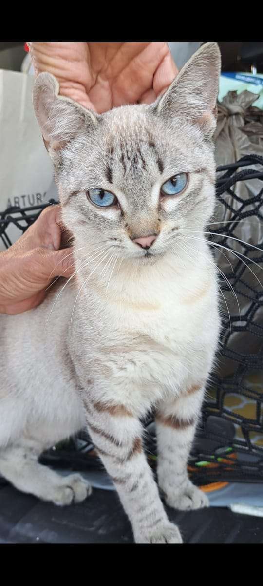Cartelera de adopciones
