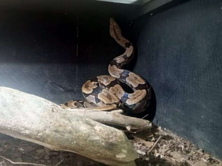 Rescataron ejemplar de boa constrictor en Casalta 2