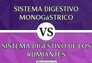 Diferencias entre la Alimentación de Rumiantes y Monogástricos: Un Análisis Detallado