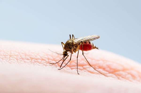 La OPS alerta sobre brotes de dengue en las Américas