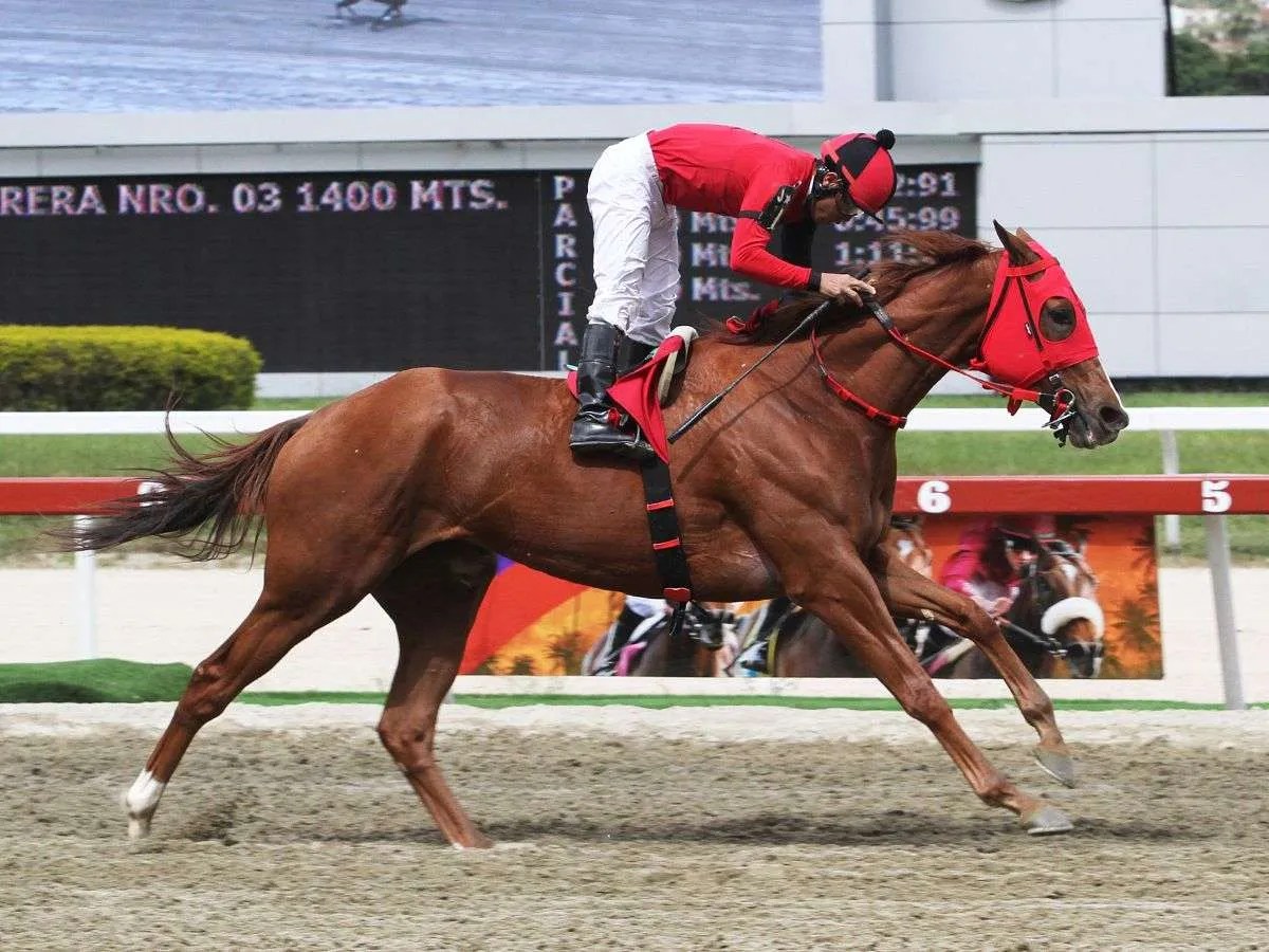 Abren nominaciones para la Velocidad y Dama del Caribe