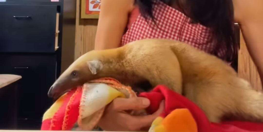 Jóvenes matan a pedradas a osa mielero en el Waraira Repano