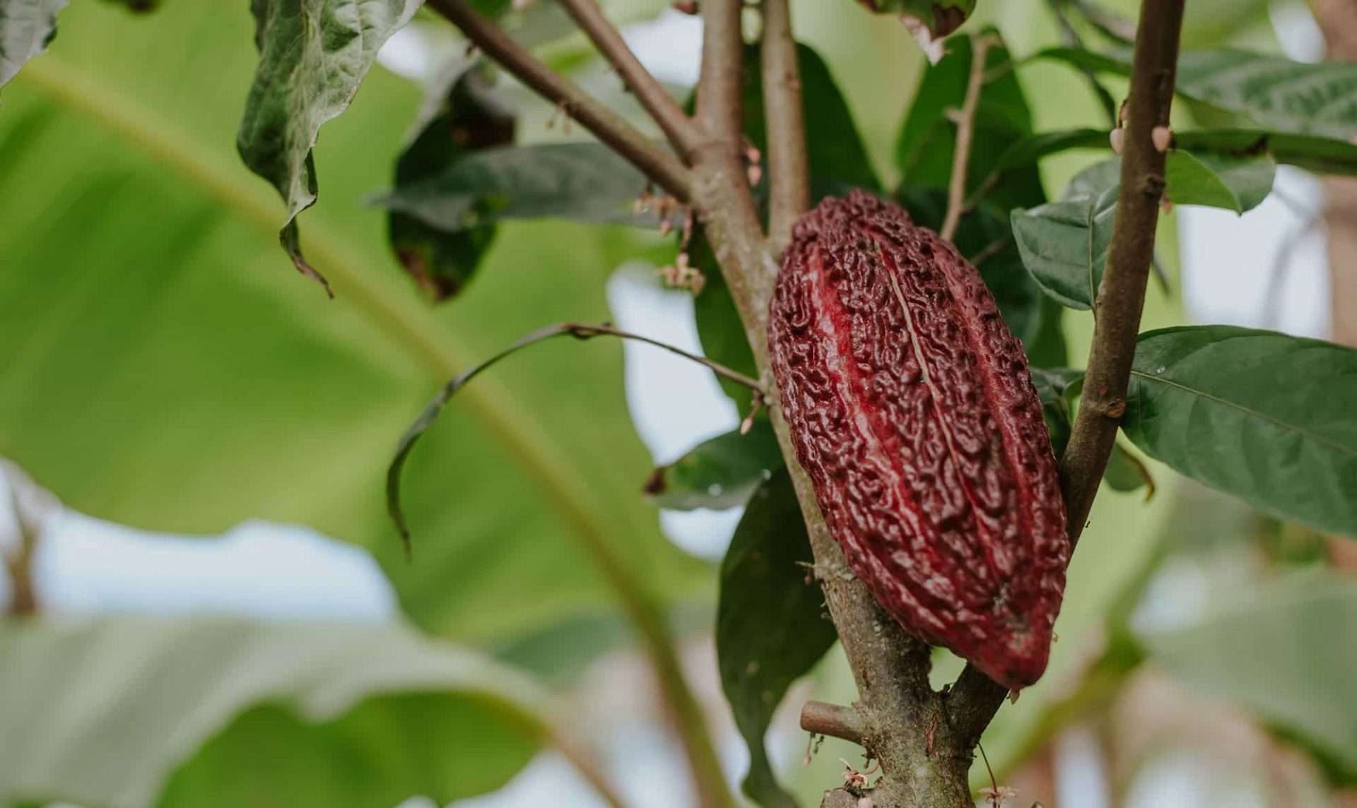 Así es el aspecto de la mazorca del cacao prohibido en Venezuela