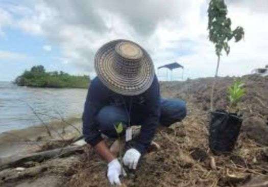 Plantan 17 mil árboles en reforestación en costas del Lago de Maracaibo