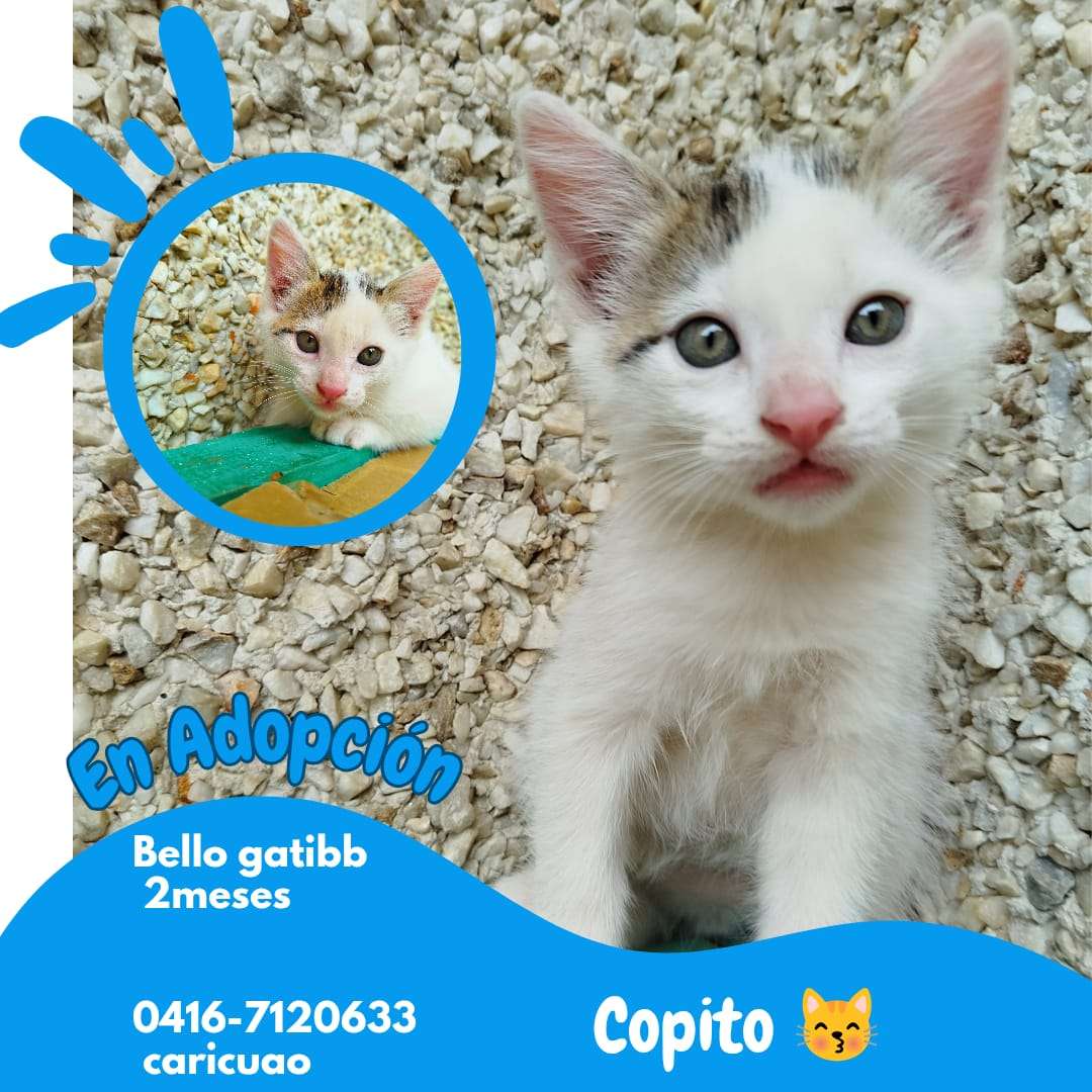 Cartelera de adopciones - Últimas Noticias