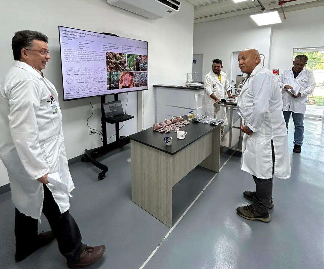 En Amazonas avanzan en la creación de té con propiedades anticancerígenas