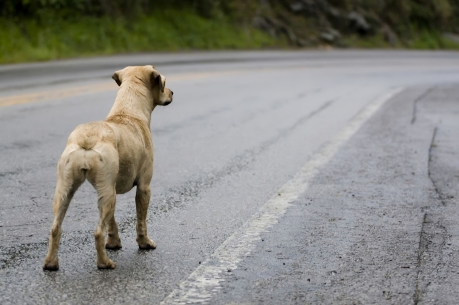 Los perros son capaces de volver solos a casa
