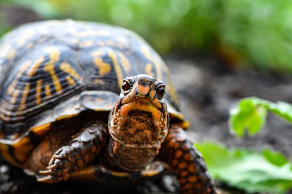 Las tortugas pueden transmitir salmonela