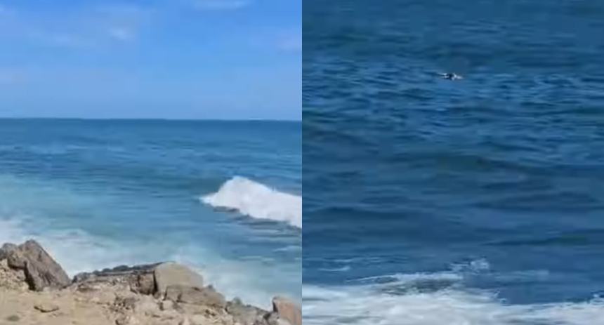 Bañistas disfrutaban de playas en La Guaira y avistaron algo flotando que los dejó en shock