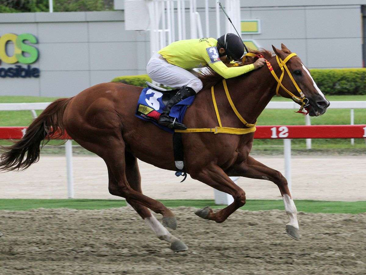 My Titico Mate duplicó en la II Copa Mundo Hipico