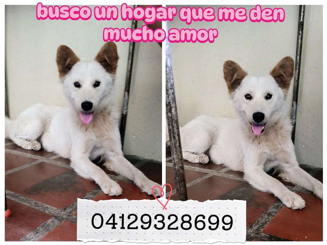 Cartelera de adopciones - Últimas Noticias