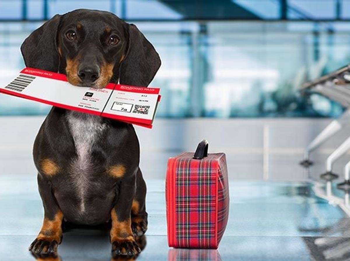 Instan a cuidar a las mascotas a la hora de viajar