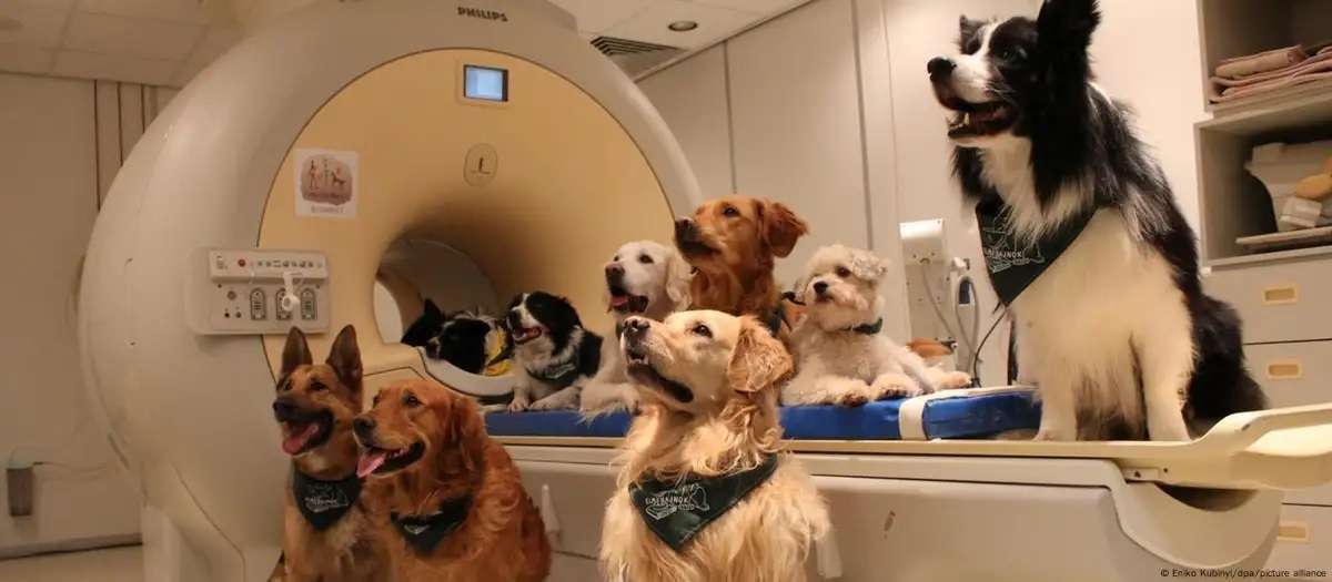 Los perros son capaces de reconocer los idiomas a los que se acostumbran