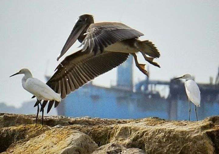 Más de 1.500 aves avistadas en el país durante Global Big Day
