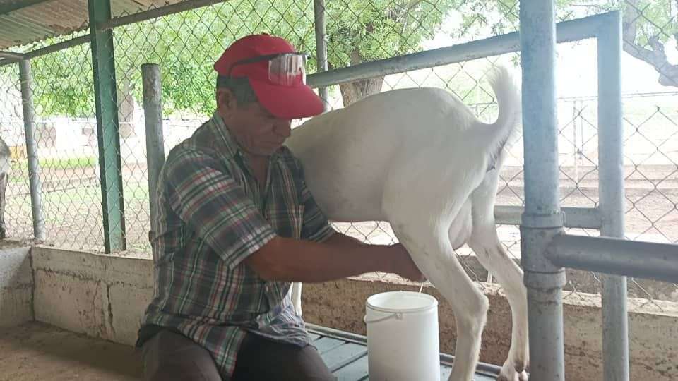 En Lara se incrementó producción de leche caprina