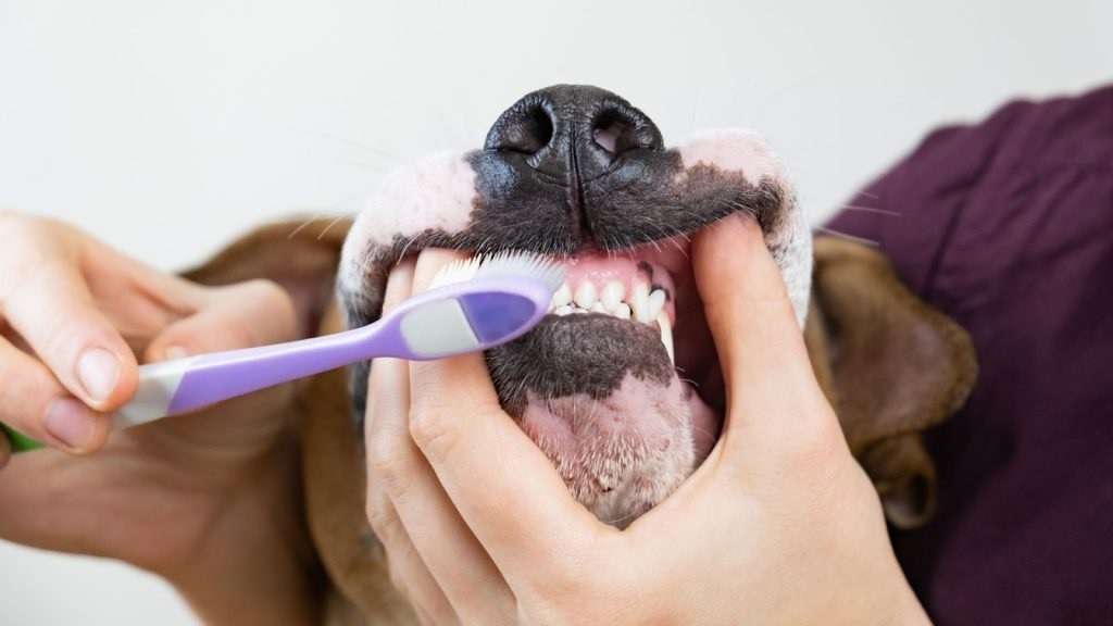 Instan a cuidar la higiene dental de las mascotas