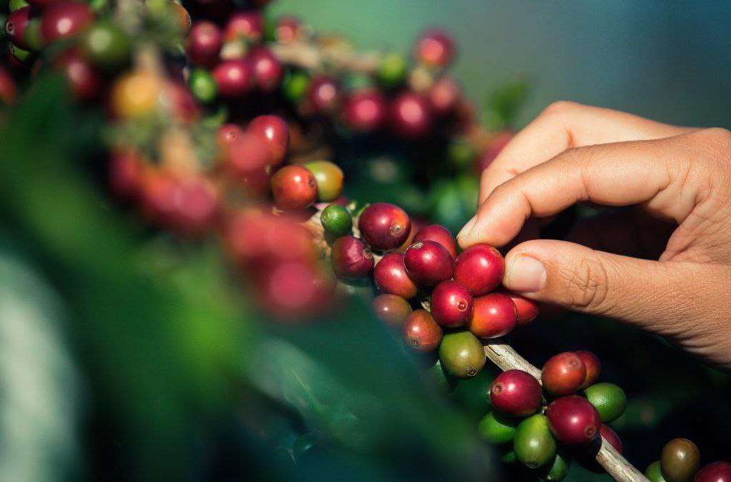 Expoferia del Café Biscucuy muestra fuerza productiva de Portuguesa