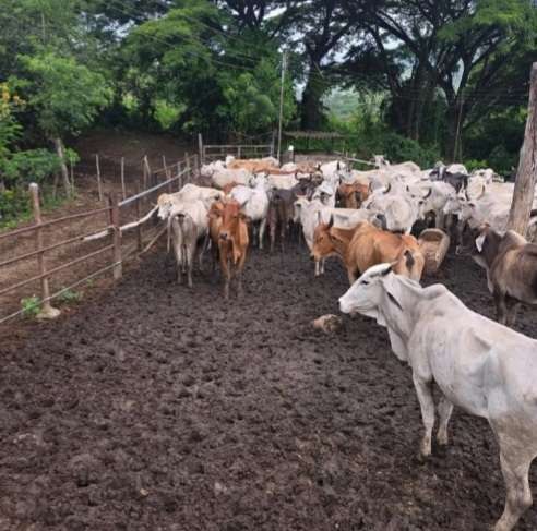 En Aragua inició primer ciclo de vacunación contra la fiebre aftosa
