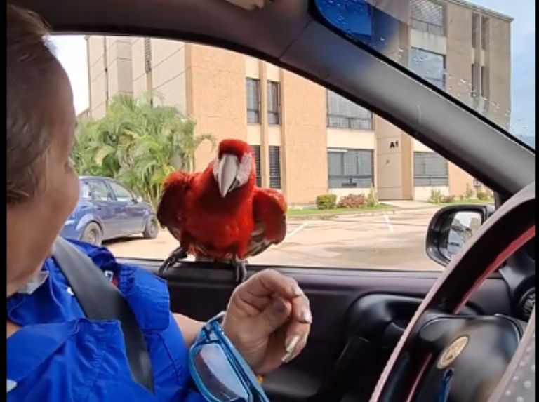 Una guacamaya que vino a saludar "aprovechó la cola"
