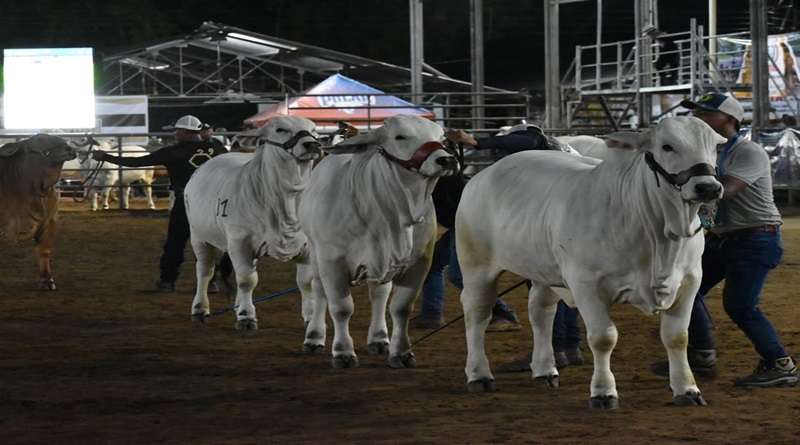 Feria del Cebú impulsa el desarrollo agropecuario