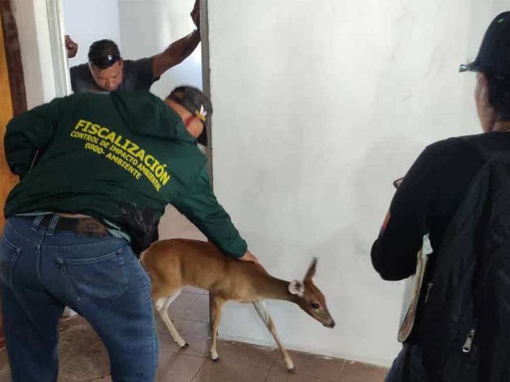 Minec decomisó más de mil ejemplares de fauna silvestre