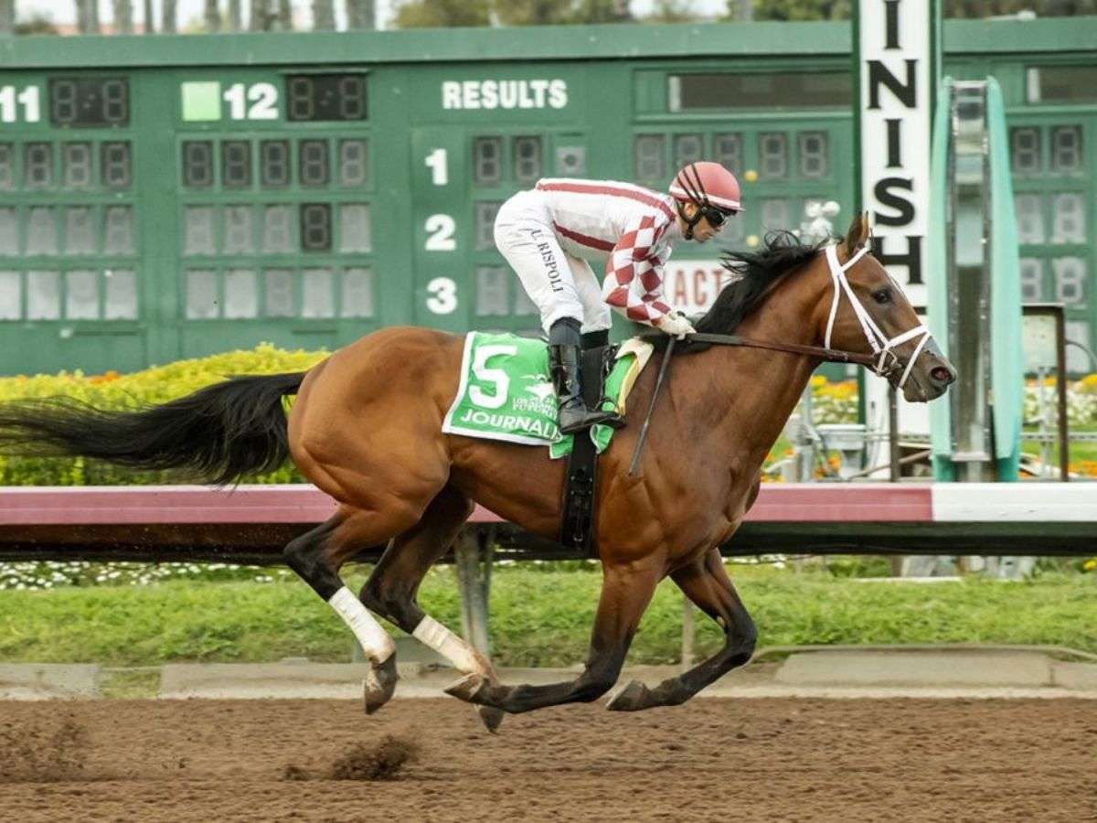 Gran impulso internacional para el Haras Don Alberto